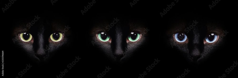 Eyes of the siamese cat in the darkness. Different eyes collage. - obrazy, fototapety, plakaty 