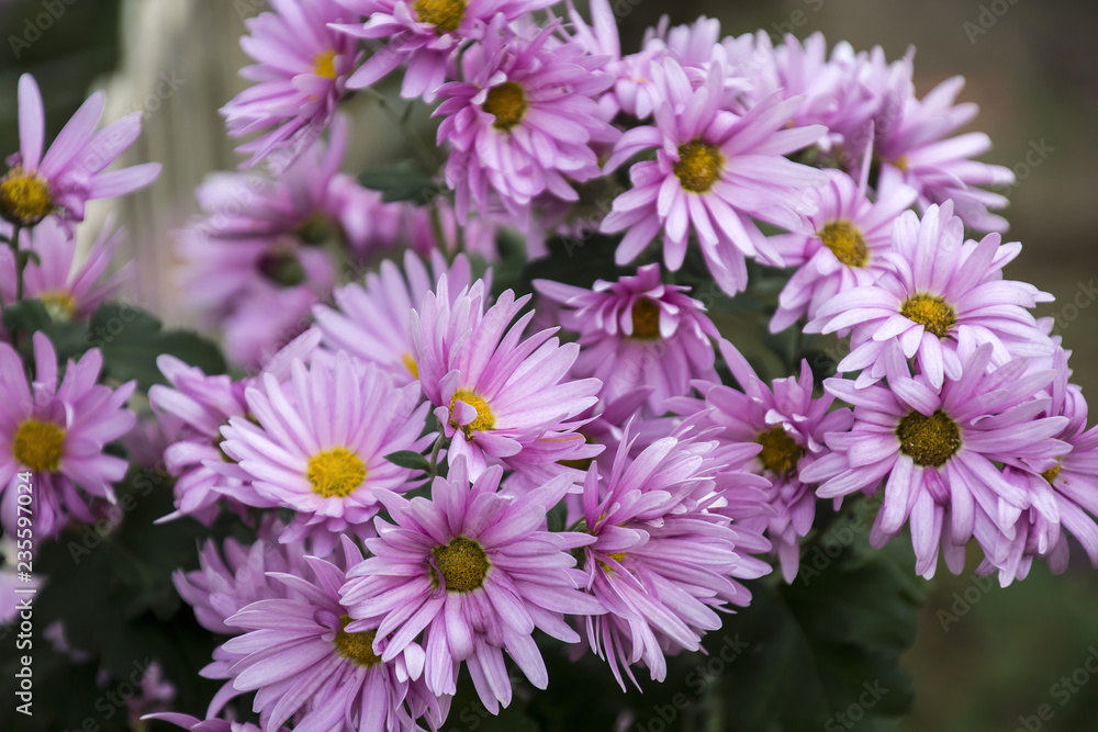 Chrysanthemum of the autumn flower bed Chrysanthemum of the autumn flower bed