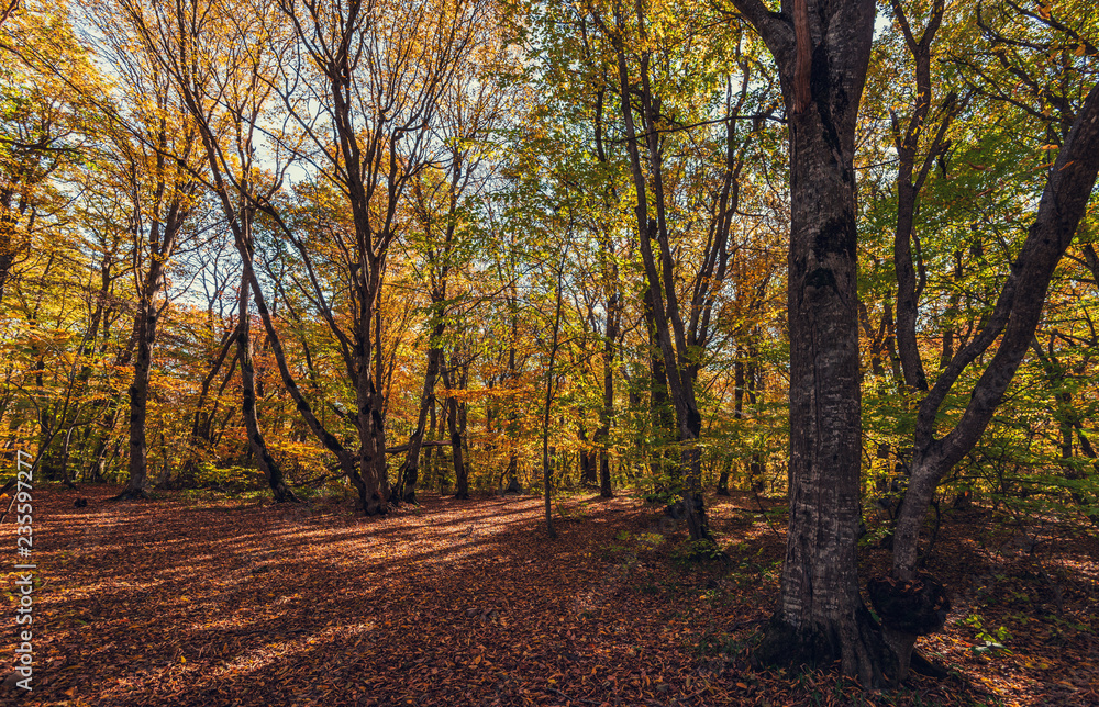 Naklejka premium Colorful autumn forest landscape