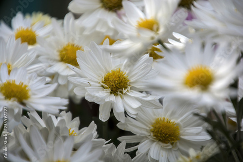 Chrysanthemum of the autumn flower bed