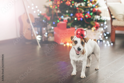 Fototapeta Naklejka Na Ścianę i Meble -  Dog near christmas tree