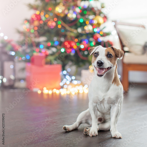 Fototapeta Naklejka Na Ścianę i Meble -  Dog near christmas tree