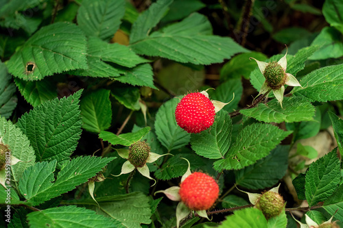 Spring wild fruit