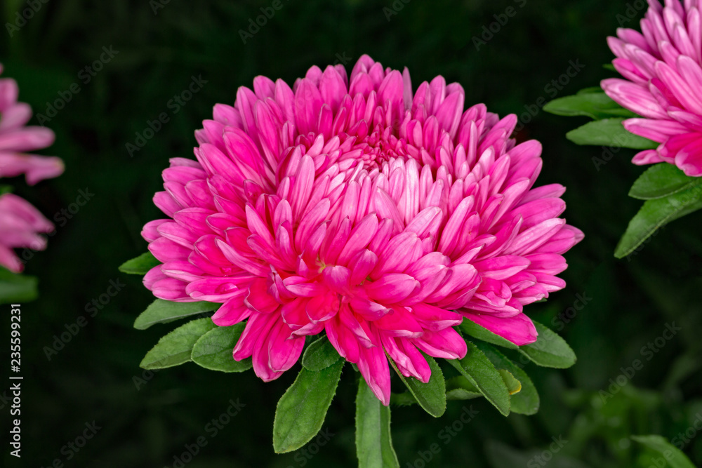 Fototapeta premium Astra on a flower bed on a dark background.
