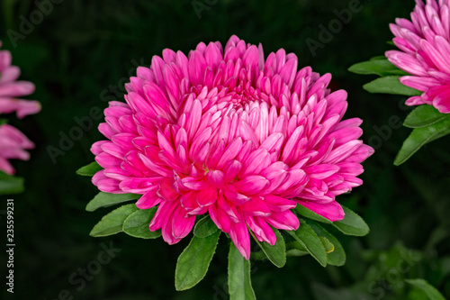 Astra on a flower bed on a dark background.