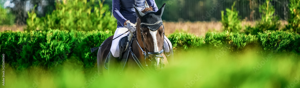 Obraz premium Beautiful girl on sorrel horse in jumping show, equestrian sports. Light-brown horse and girl in uniform going to jump. Hot, shiny day. Copy space for your text.