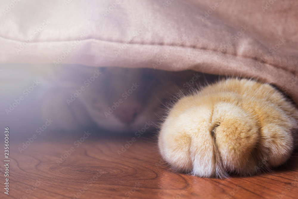 Obraz premium Red cat hiding on the blanket on the floor. Cat's paw in the foreground.