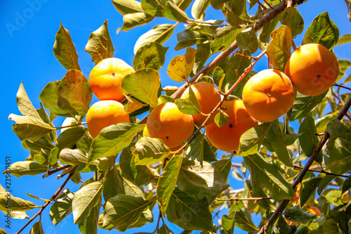 The abundant persimmon tree