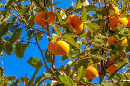 The abundant persimmon tree