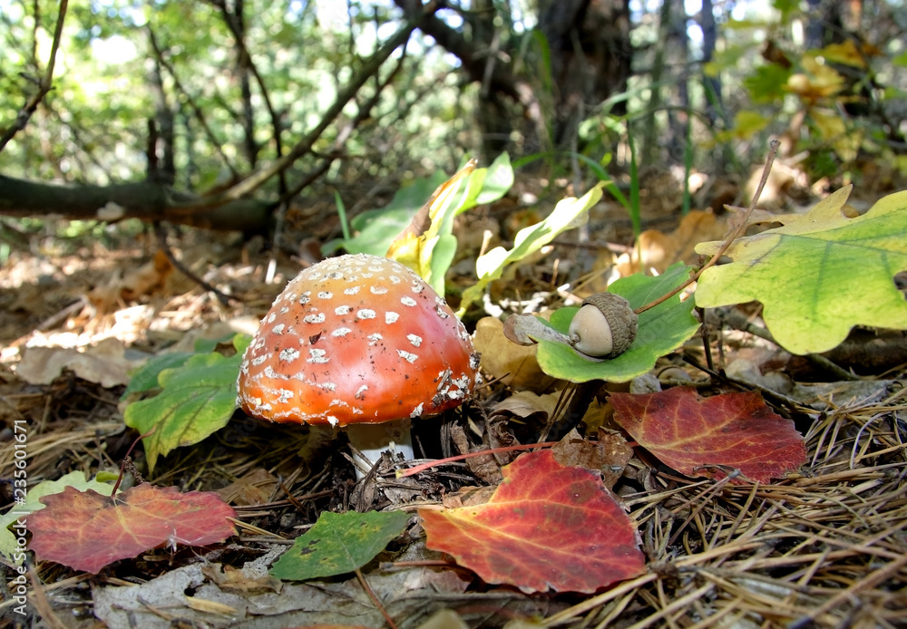 Autumn mushroom time in the Russian forest Autumn mushroom time in the Russian forest