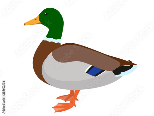 Drake duck isolated on white background, vector illustration of male mallard duck
