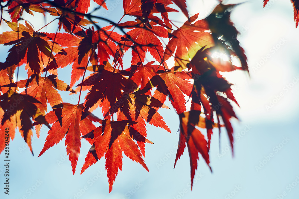 紅葉 紅葉
