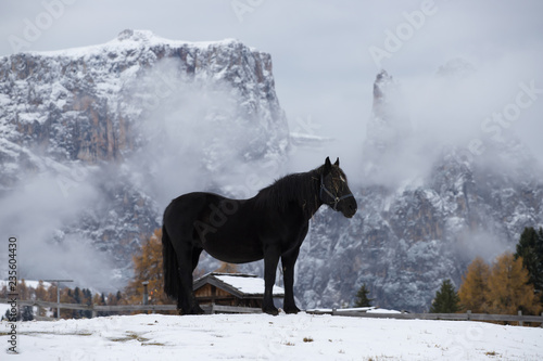 Fototapeta Naklejka Na Ścianę i Meble -  Horses at Seiser Alm, South Tyrol, Italy