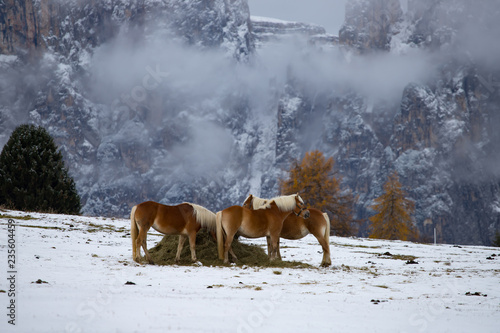Horses at Seiser Alm, South Tyrol, Italy © erika8213