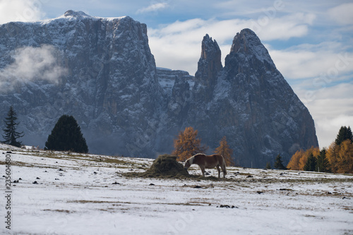 Horses at Seiser Alm  South Tyrol  Italy