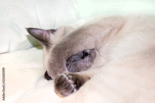 A photo of sleeping thai, siamese blue point colored lady cat with sweet grey nose.