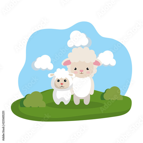 cute sheeps couple in the camp