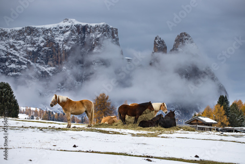 Fototapeta Naklejka Na Ścianę i Meble -  Horses at Seiser Alm, South Tyrol, Italy