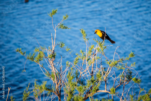 A Yellow Headed Blackbird in Yuma, Arizona