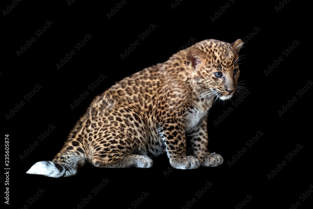 Obraz premium Leopard cub on a black background