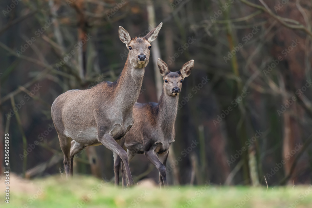 Female roe deer standing in a forest