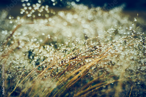 草に付いた朝露