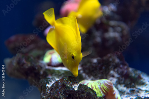 Fototapeta Naklejka Na Ścianę i Meble -  Zebrasoma fish and corals in aquarium