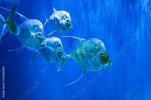 Fotografie Silver Lookdown fish in aquarium