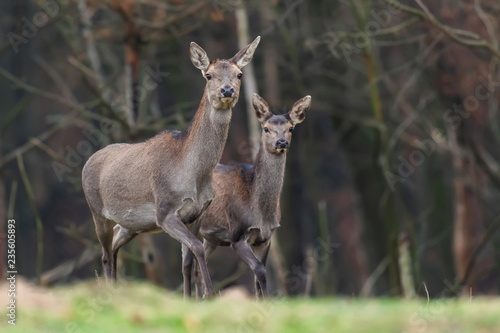 Fototapeta Naklejka Na Ścianę i Meble -  Female roe deer standing in a forest