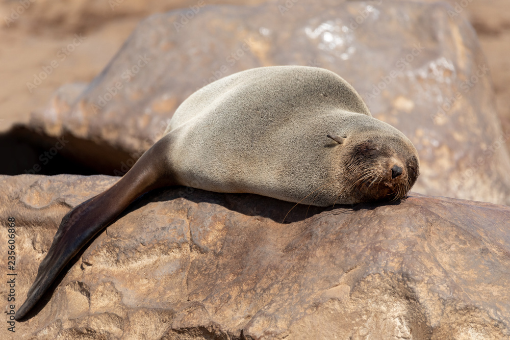 Fototapeta premium baby brown seal in Cape Cross, Namibia