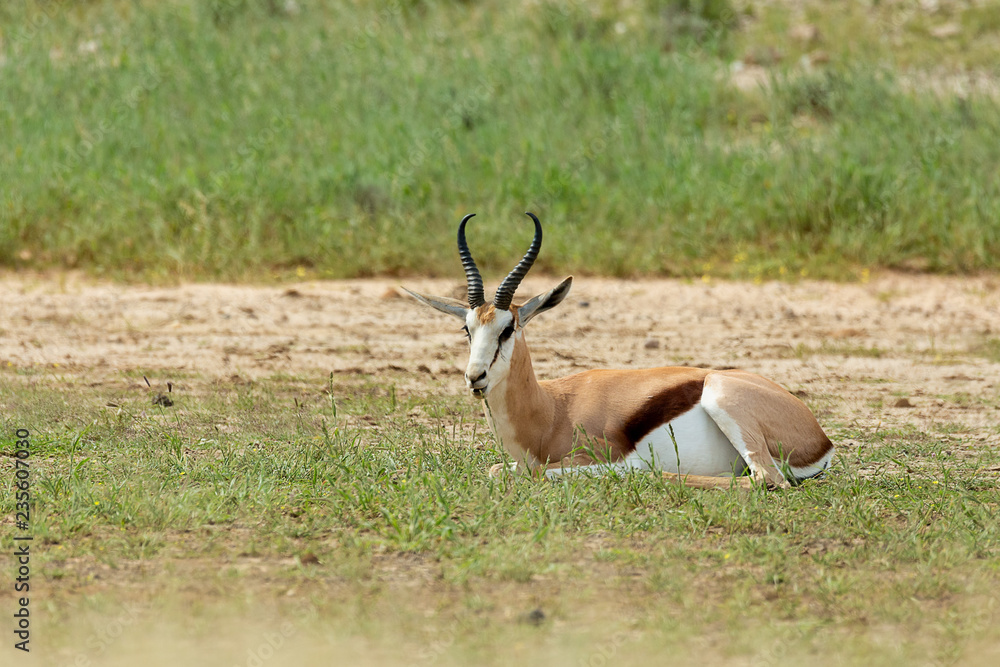 Springbok in kalahari, South Africa wildlife Springbok in kalahari, South Africa wildlife