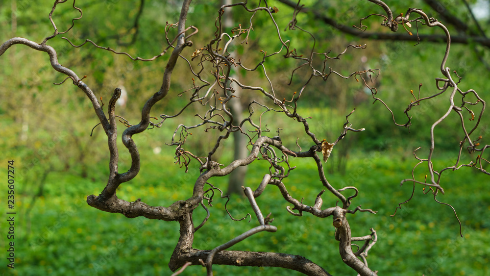 Obraz premium tree with swelling buds