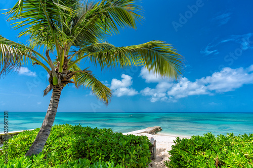 Sunny tropical beach with palm tree, clear ocean water
