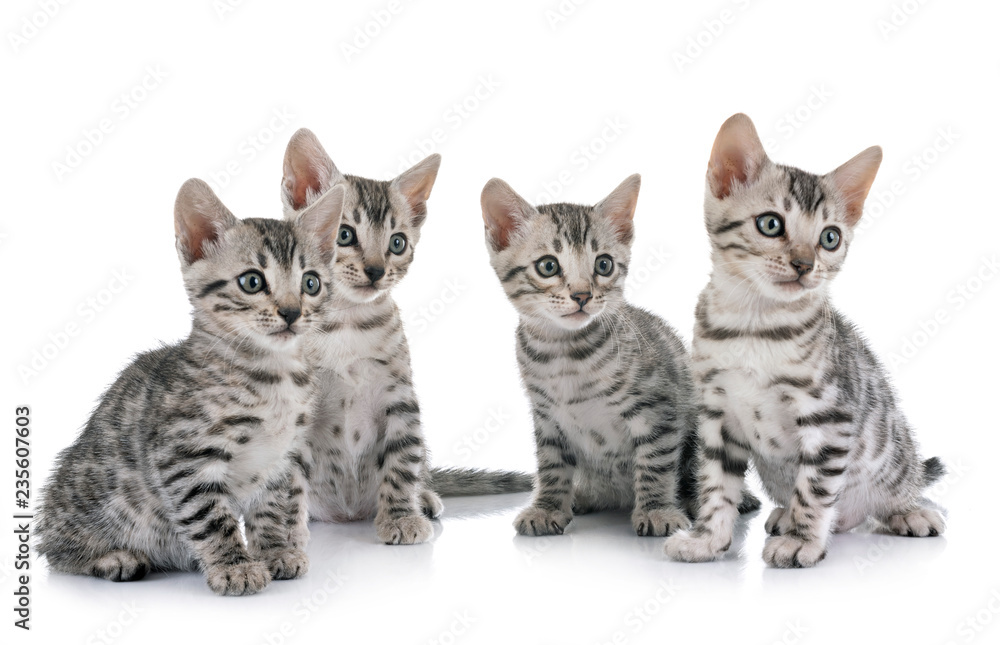 bengal kitten in studio