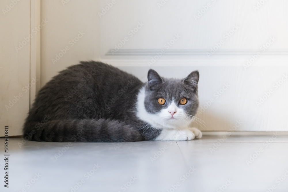 Cute British short-haired cat