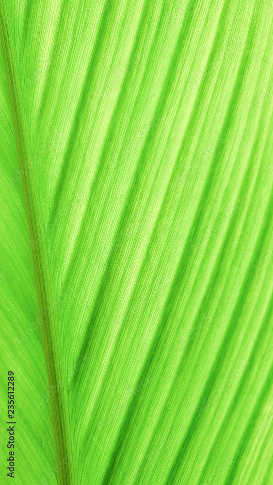 Fresh Green leaf pattern nature for background Fresh Green leaf pattern nature for background
