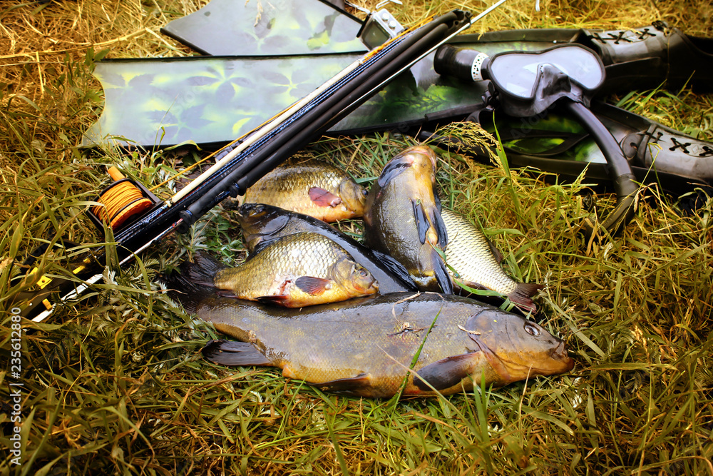 Spearfishing. Underwater gun, fins and fish on the grass on the waterfront.  Stock Photo