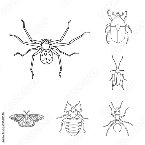 Vector illustration of insect and fly symbol. Collection of insect and element vector icon for stock.