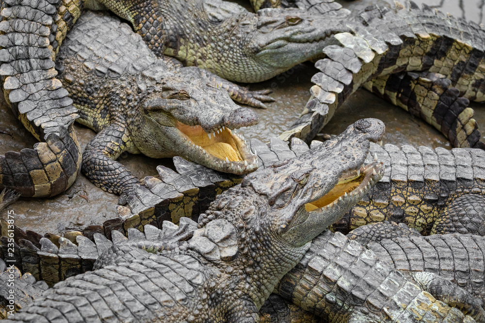 Naklejka premium Portrait of many crocodiles at the farm in Vietnam, Asia.