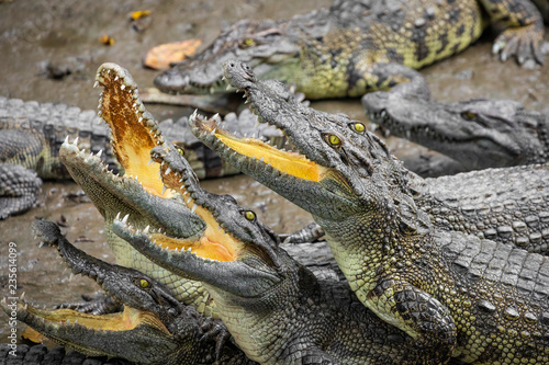 Portrait of many crocodiles at the farm in Vietnam, Asia.