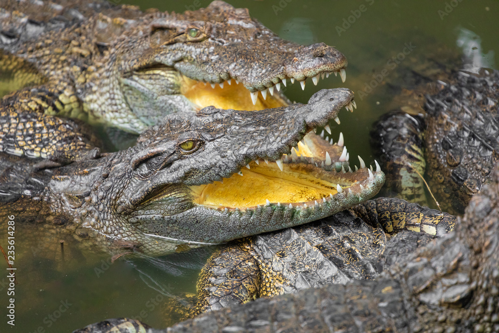 Obraz premium Portrait of many crocodiles at the farm in Vietnam, Asia.