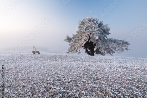 Raureifmorgen im Hegau am alten Postweg
