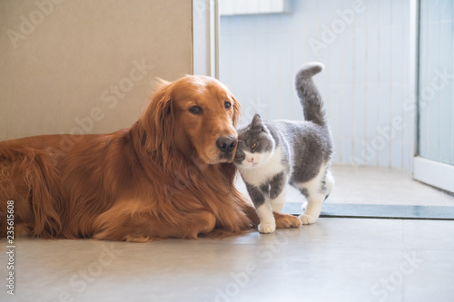Canvas Print Golden Hound and British short-haired cat