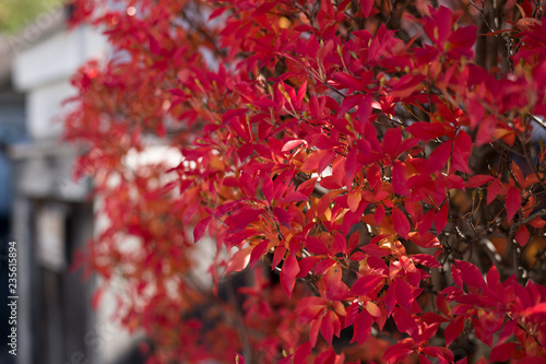 journey at japan autumn season, takayama © pariwatpannium