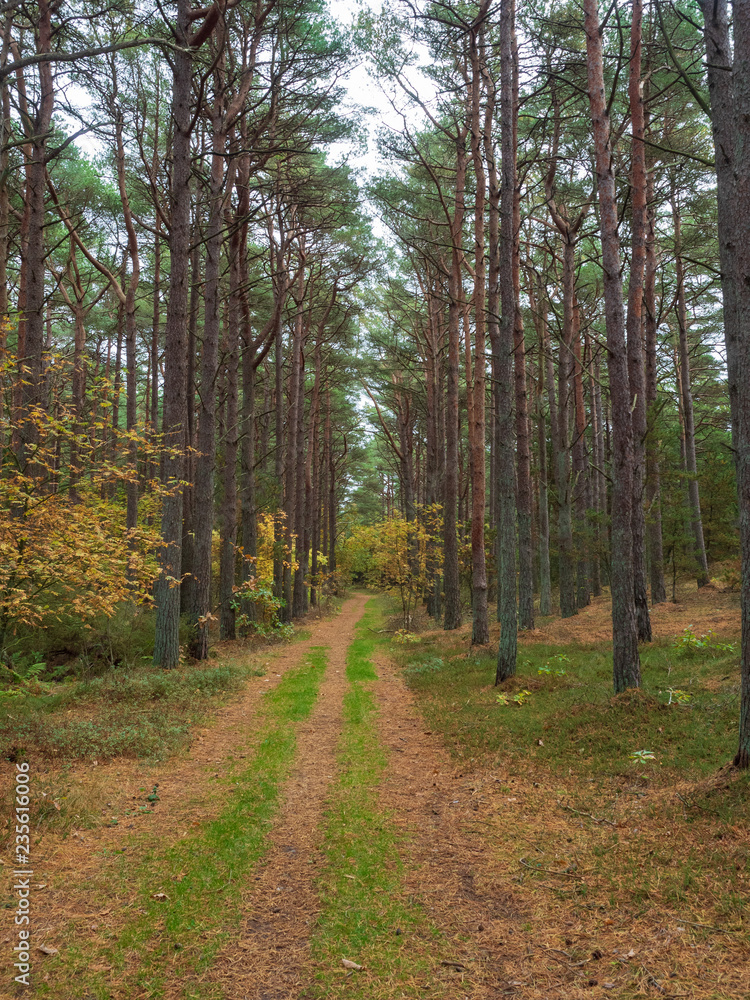 Herbst Kiefer Wald in Dänemark