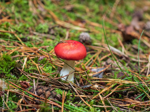 kleiner Pilz im Kiefernwald