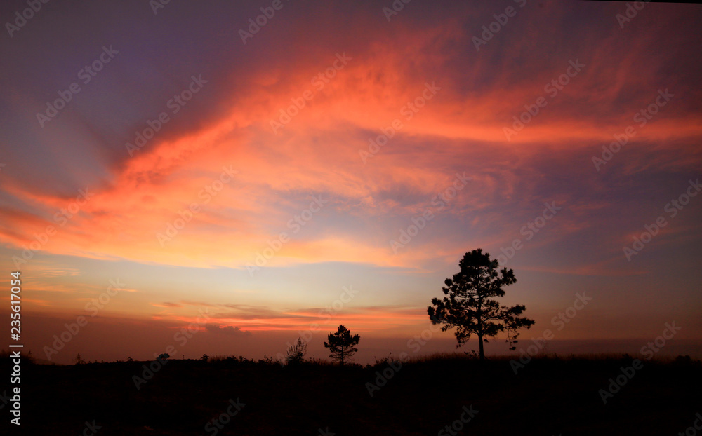 Alone tree sunset