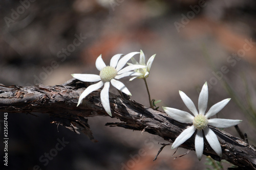 Australian native flannel flowers, Actinotus helianthi, growing in woodland understory, Royal National Park, Sydney, New South Wales, Australia. Spring and summer flowering.
