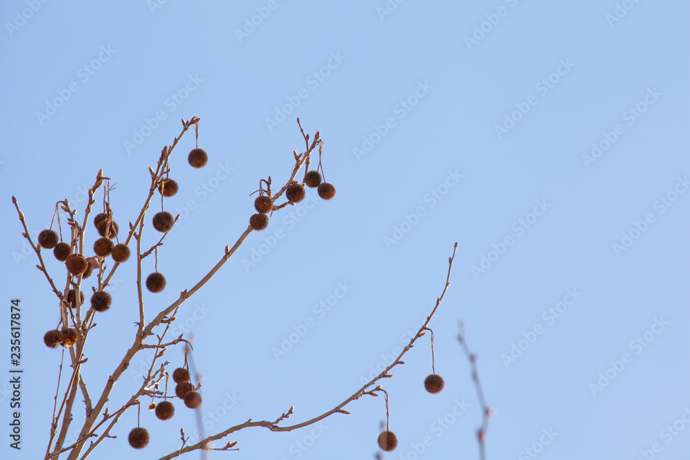Platanus Occidentalis in winter Platanus Occidentalis in winter