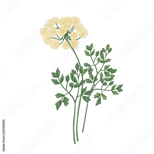 Galbanum flowers isolated on white background. Elegant natural drawing of wild fragrant herbaceous plant or wildflower used in herbalism. Colorful realistic floral hand drawn vector illustration. photo